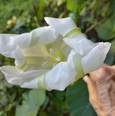 Ipomoea alba