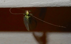 Chrysoperla pudica-group