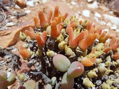 Meyerophytum meyeri