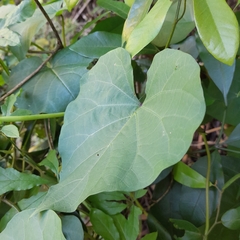 Ipomoea alba