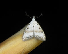 Nola cristatula