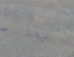 Pseudomugil signifer