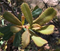 Banksia ornata