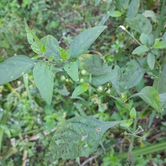 Solanum nigrum