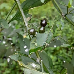 Solanum nigrum