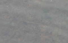 Pseudomugil signifer