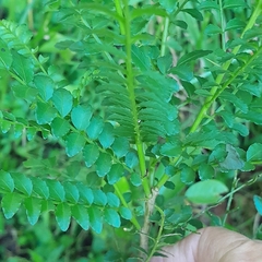 Zanthoxylum capense
