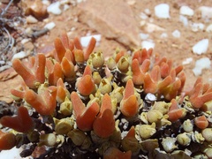 Meyerophytum meyeri