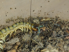 Scolopendridae