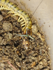 Scolopendridae