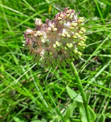 Asclepias albens