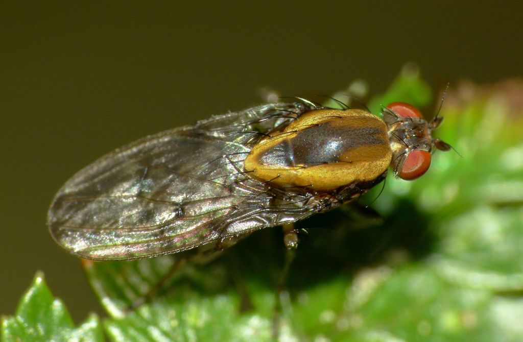 Allophylopsis scutellata