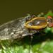 Allophylopsis - Photo (c) Steve Kerr,  זכויות יוצרים חלקיות (CC BY), הועלה על ידי Steve Kerr