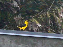 Gymnomystax mexicanus