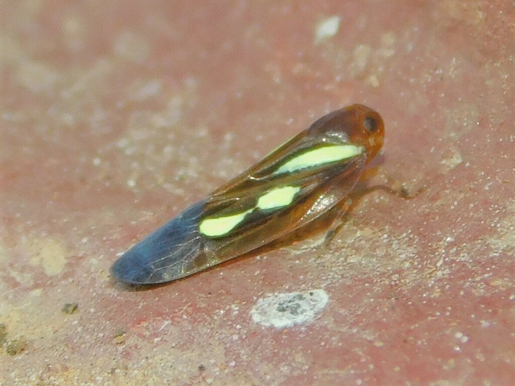 Lanuvia