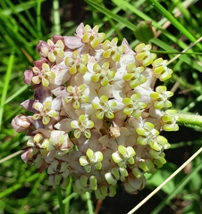 Asclepias albens