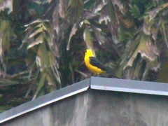 Gymnomystax mexicanus