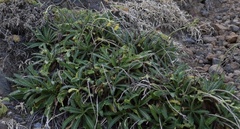 Launaea picridioides