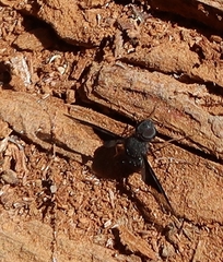 Anthrax dolabratus