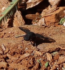 Anthrax dolabratus