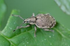 Peritelus sphaeroides