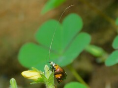 Adelidae