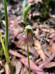 Calochilus therophilus