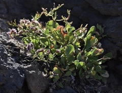 Limonium brunneri