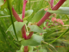 Crassula natalensis