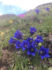 Gentiana clusii