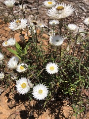 Helichrysum leucopsideum