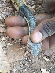 Naja savannula