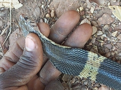 Naja savannula