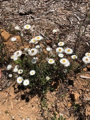 Helichrysum leucopsideum