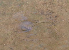 Pseudomugil signifer