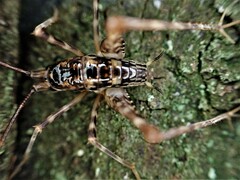 Macropathinae