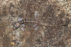 Hemidactylus triedrus
