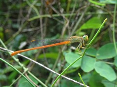 Ceriagrion glabrum
