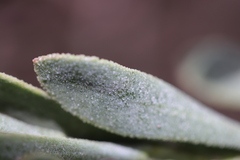 Limonium peregrinum