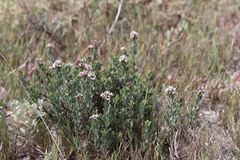 Limonium peregrinum