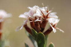 Limonium peregrinum