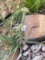 Cyanotis speciosa