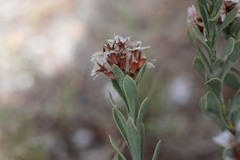 Limonium peregrinum