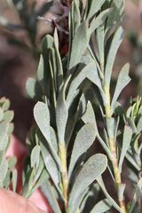Limonium peregrinum