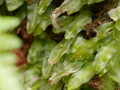 Symphyogyna subsimplex
