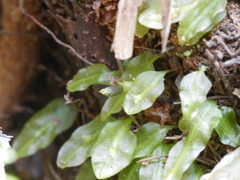 Symphyogyna subsimplex