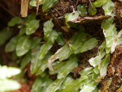 Symphyogyna subsimplex