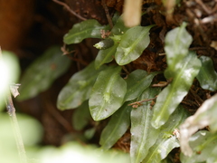 Symphyogyna subsimplex