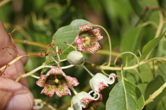 Brachychiton populneus