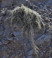 Asparagus squarrosus